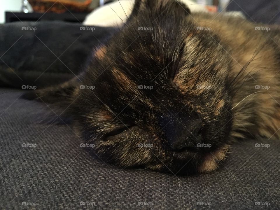 Passed out cat from a long day 