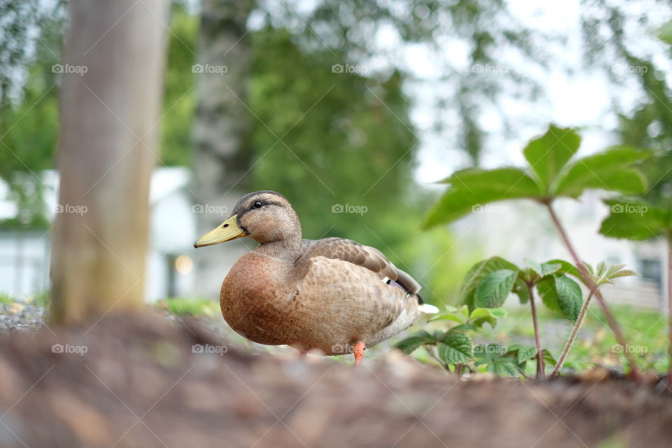 Mallard