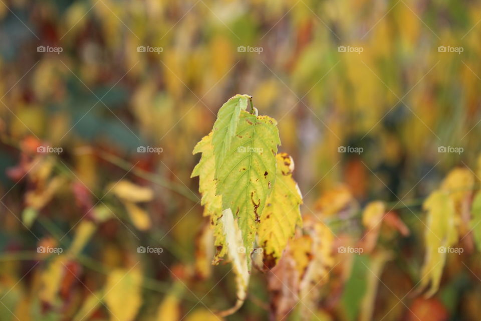 Fall leaves