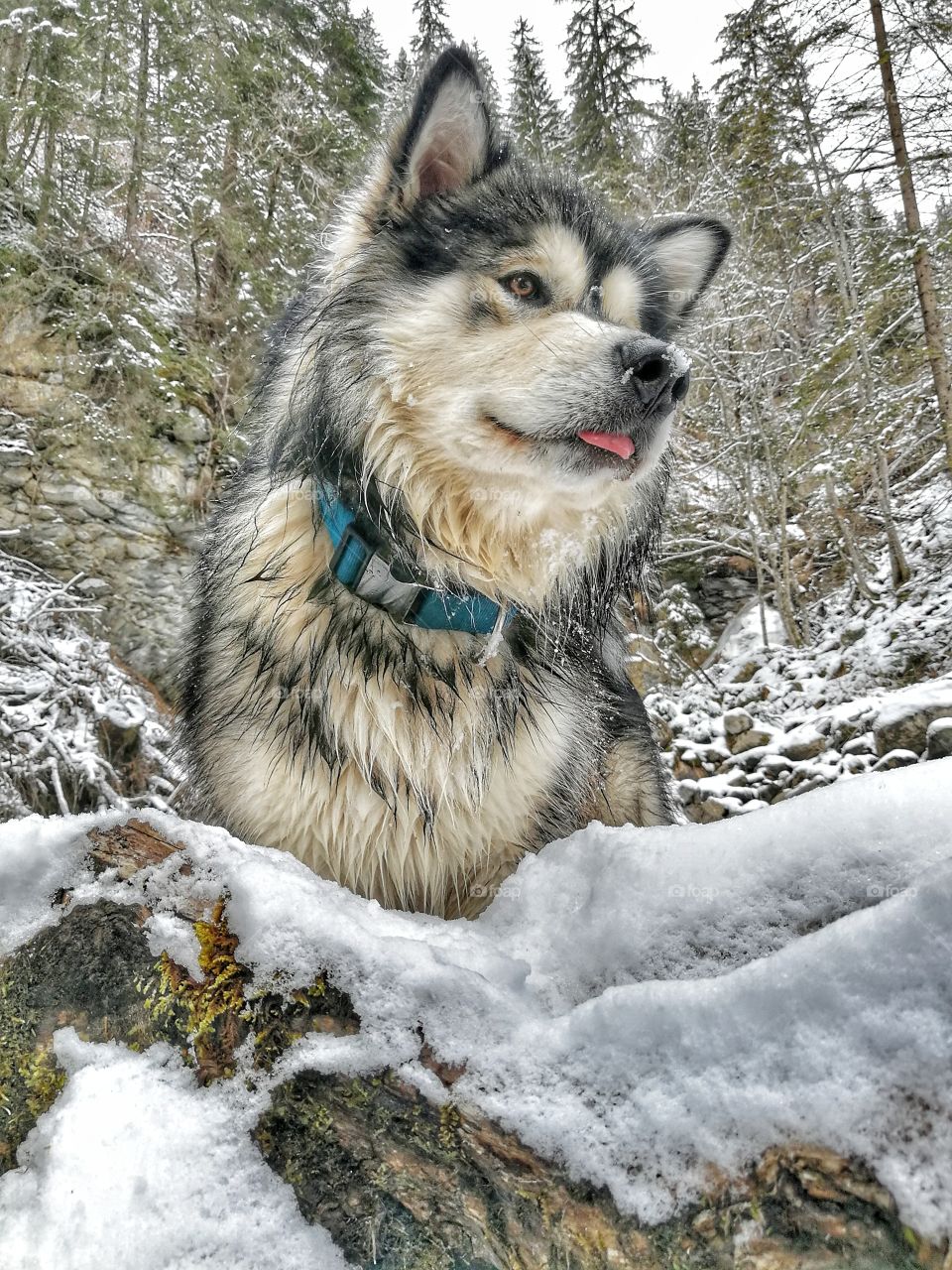 Snow wolf