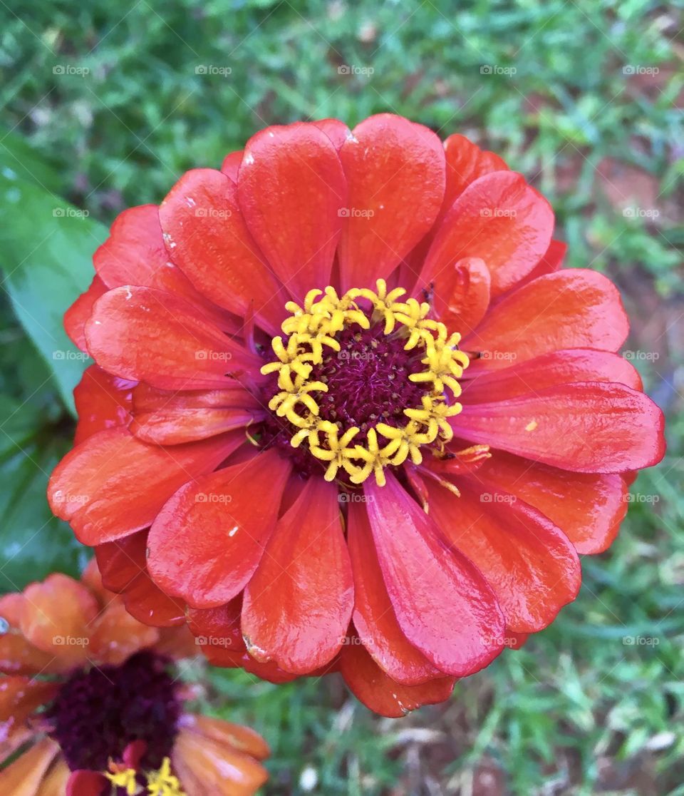 🌹 🇺🇸 Very beautiful flowers to brighten our day.  Live nature and its beauty. Did you like the delicate petals? / 🇧🇷 Flores muito bonitas para alegrar nosso dia. Viva a natureza e sua beleza. Gostaram das pétalas delicadas? 