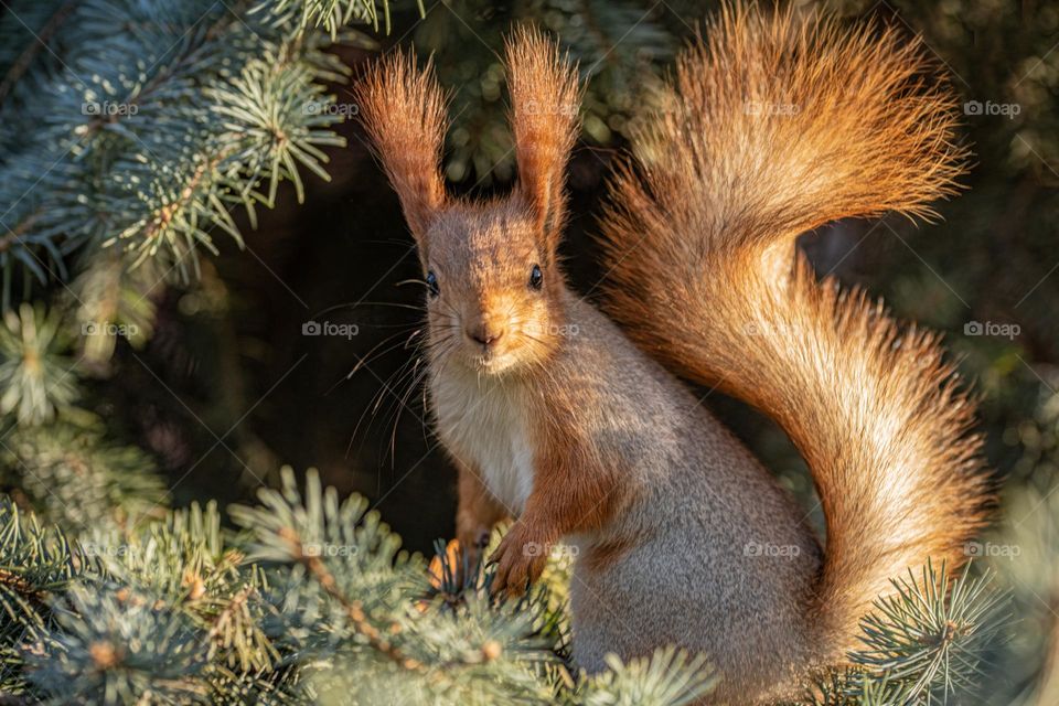 Orange squirrel