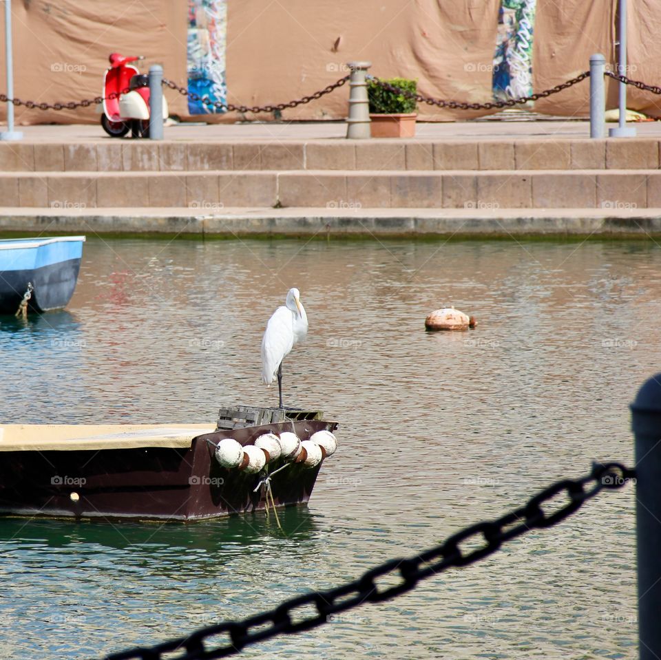 A bird is at the pier 