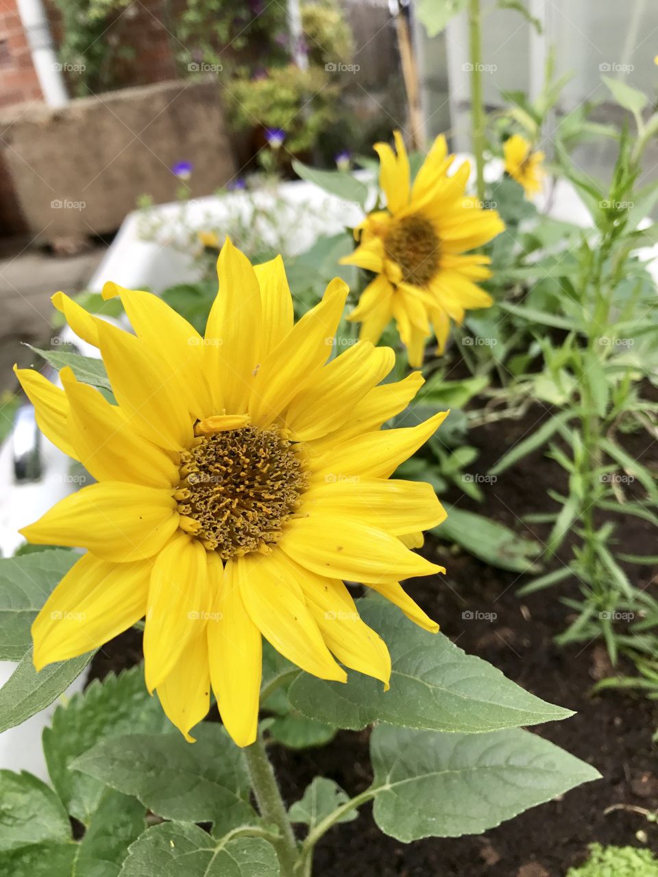 Sunflowers growing in the garden bath planter. 