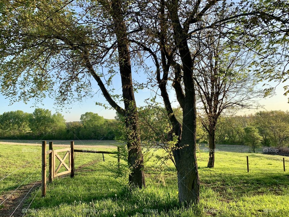  View of a wooden gate on a wire fence leading into a pasture, with a distant grove of trees in the background (landscape)