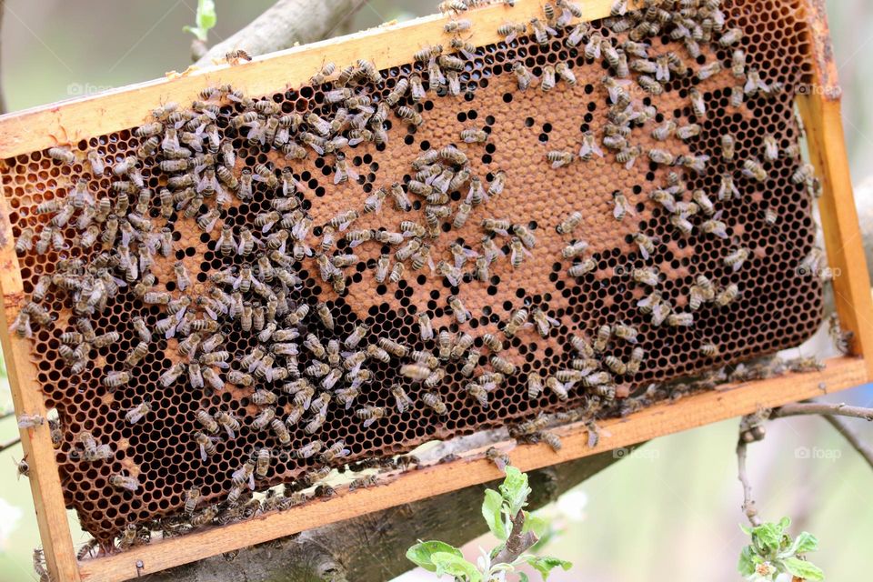 Birds& Bees- Nature in Motion