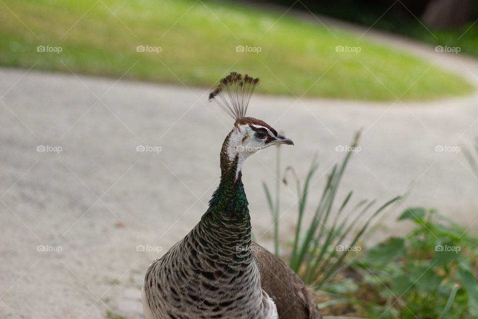 beautiful young peacock