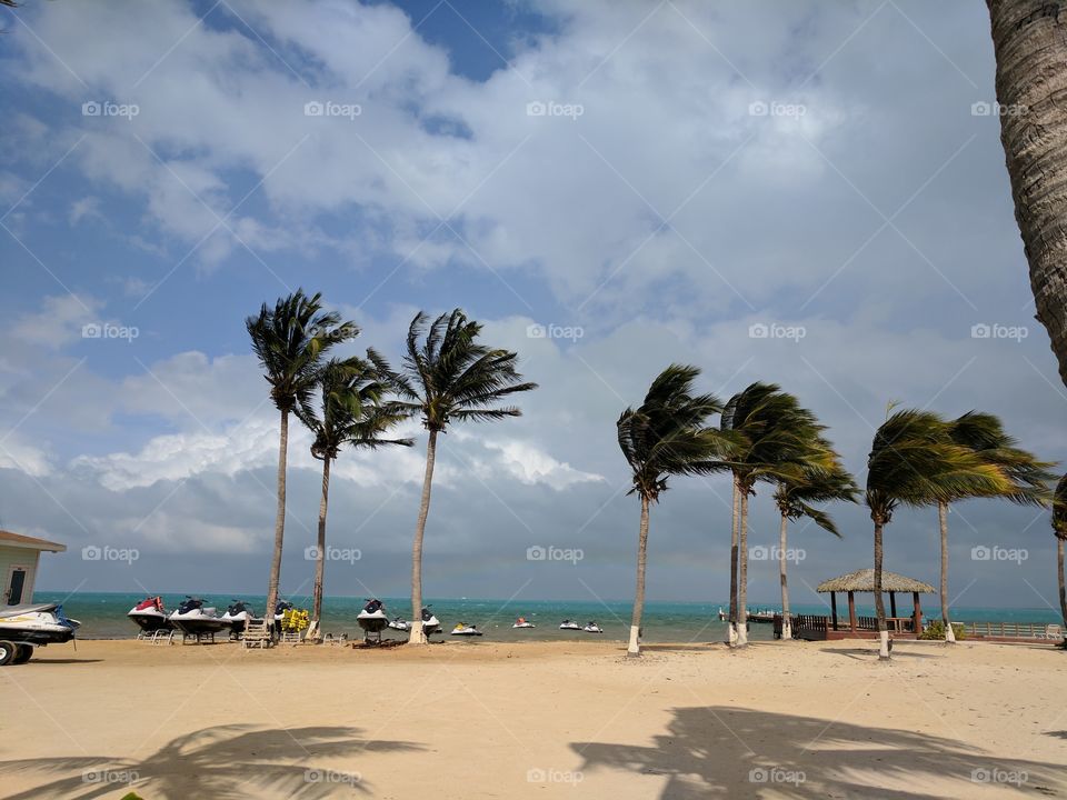Wind blown palm trees