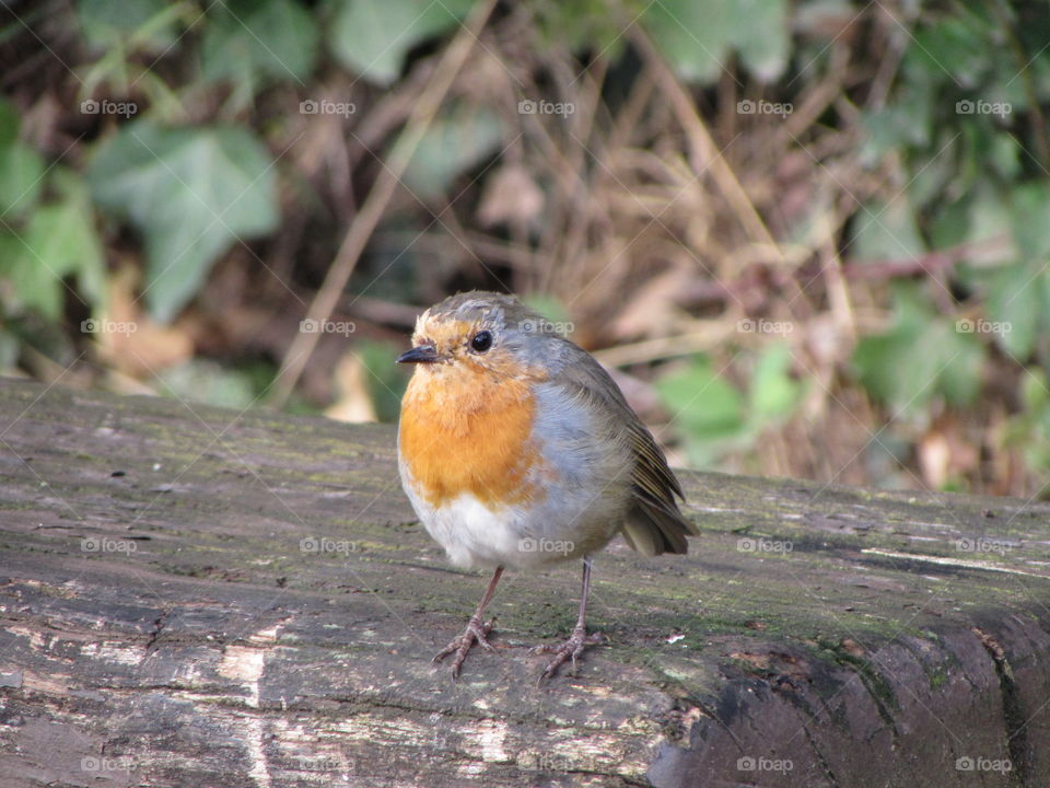 Robin