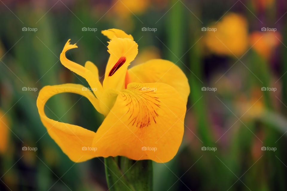 Iris pale yellow. Iris paleyellow