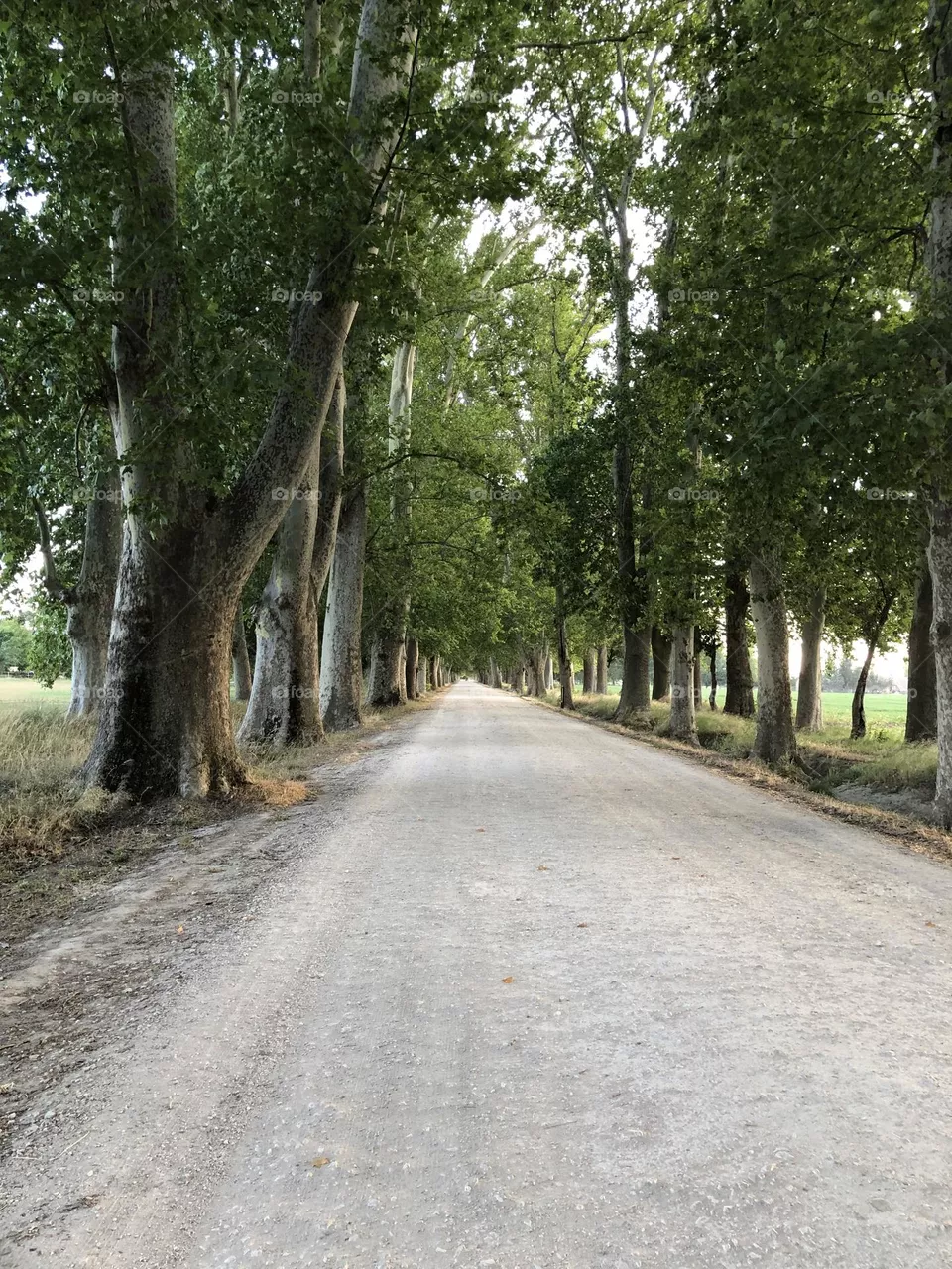 Largo camino 