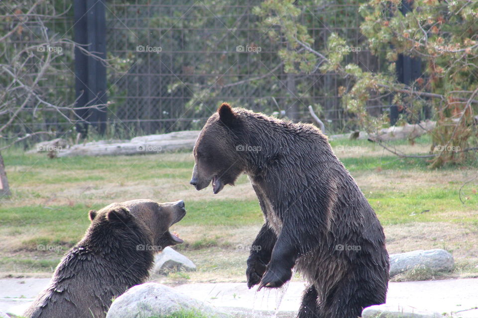 Brother Bears playfighting in the water at Yellowstone!