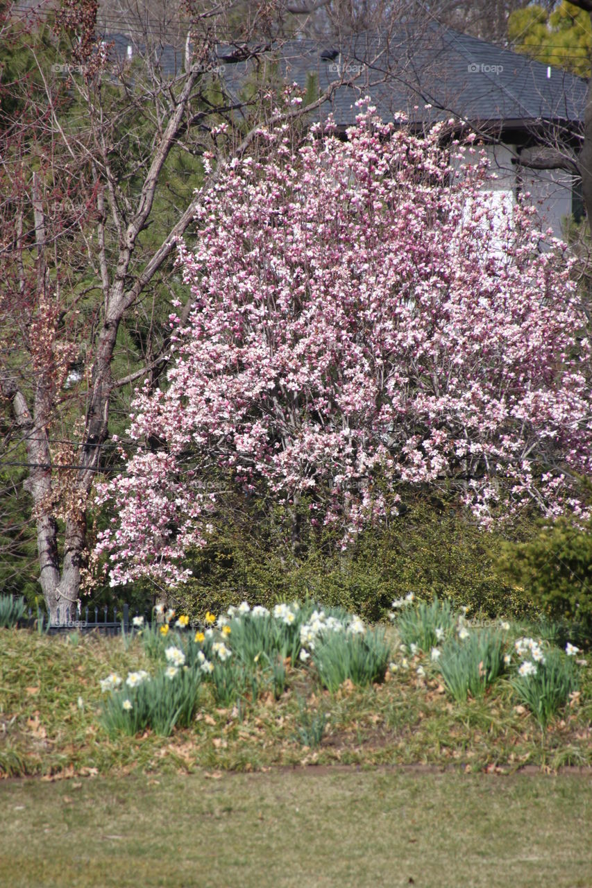 Pink Flowering Tree