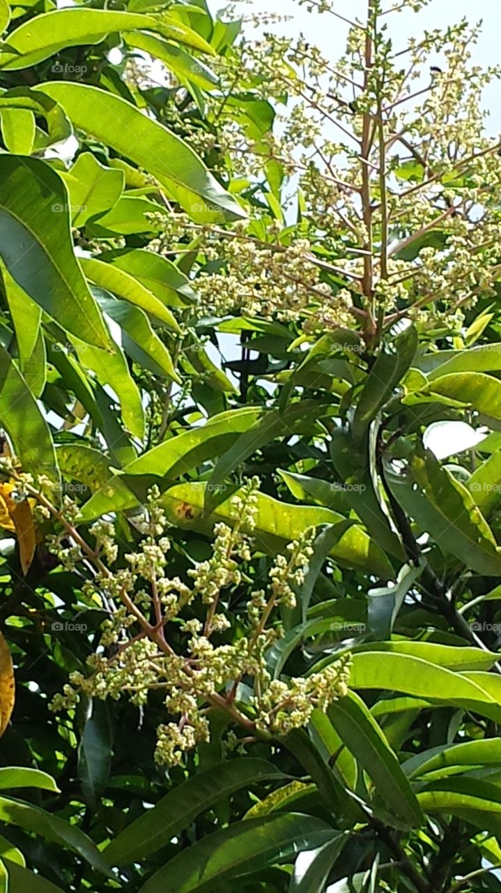 manggo flowers
