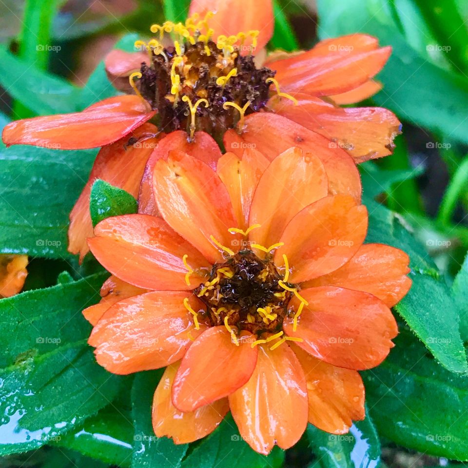 Gorgeous rain kissed orange flowers on a green leaf background for a fantastic bright contrast!