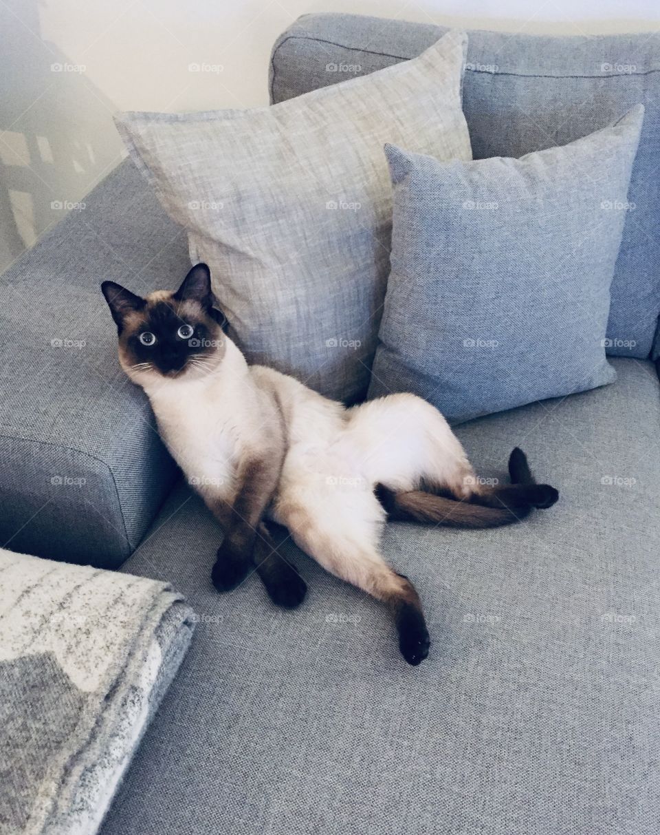 A beautiful Siamese cat is chilling 