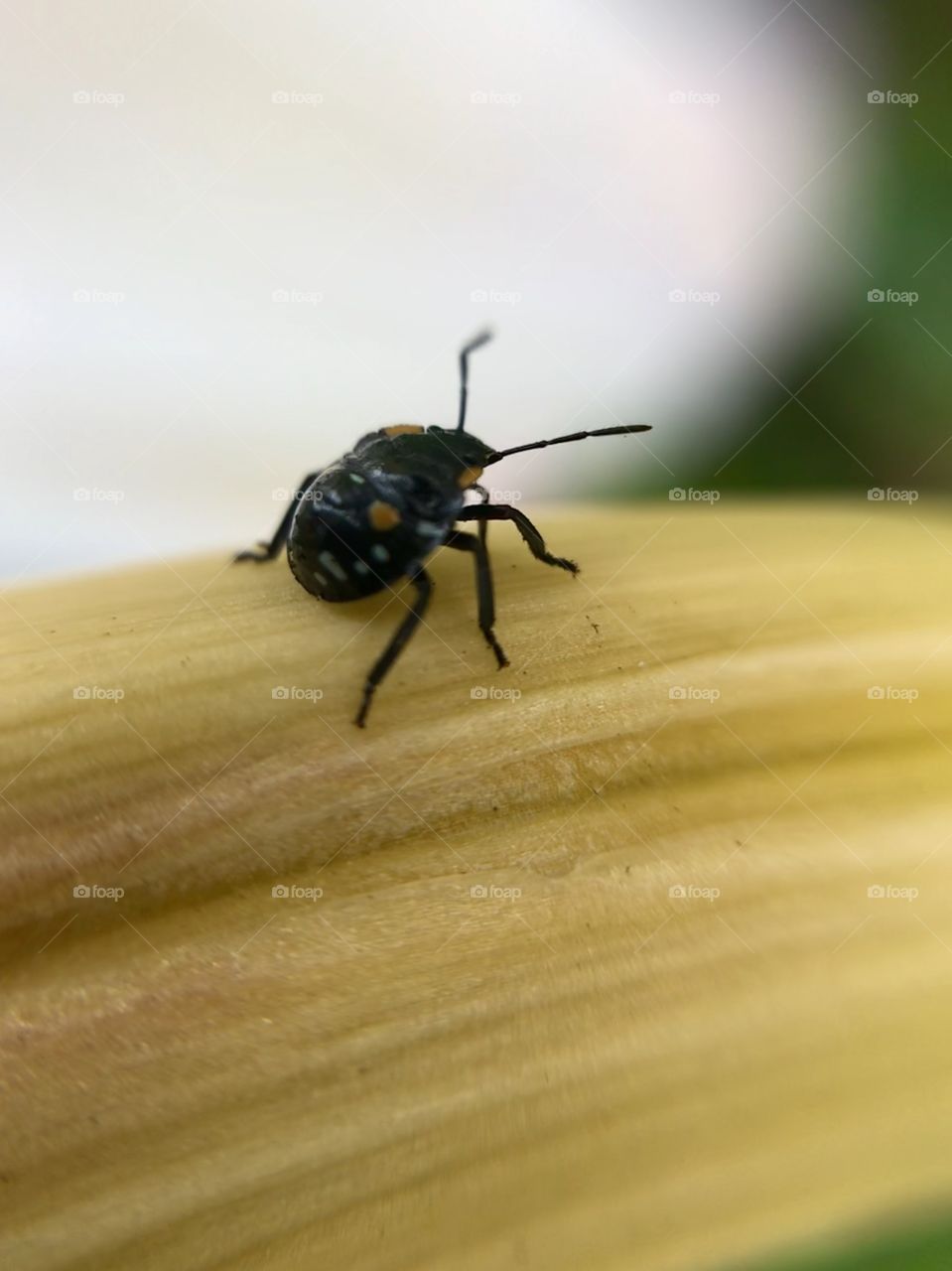 Little beetle | Photo with iPhone 7 + Macro lens.