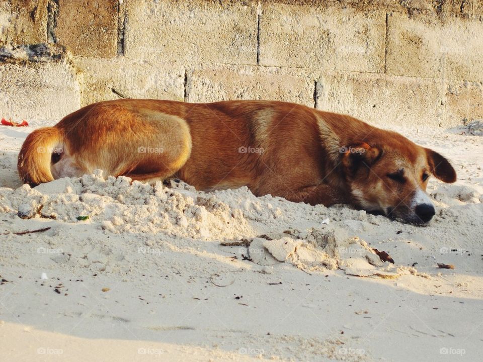 Sleeping dog on the beach