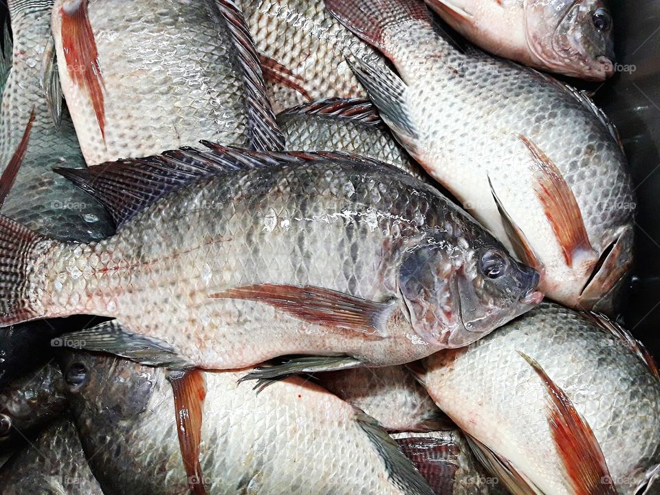 Tilapia fish