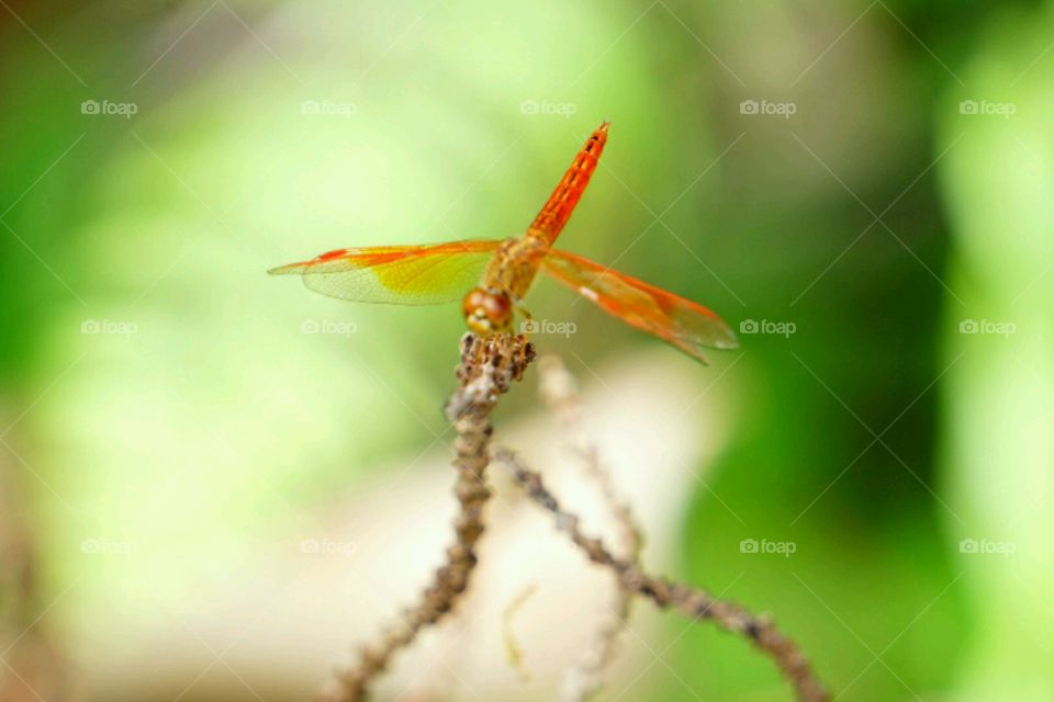 orange color story