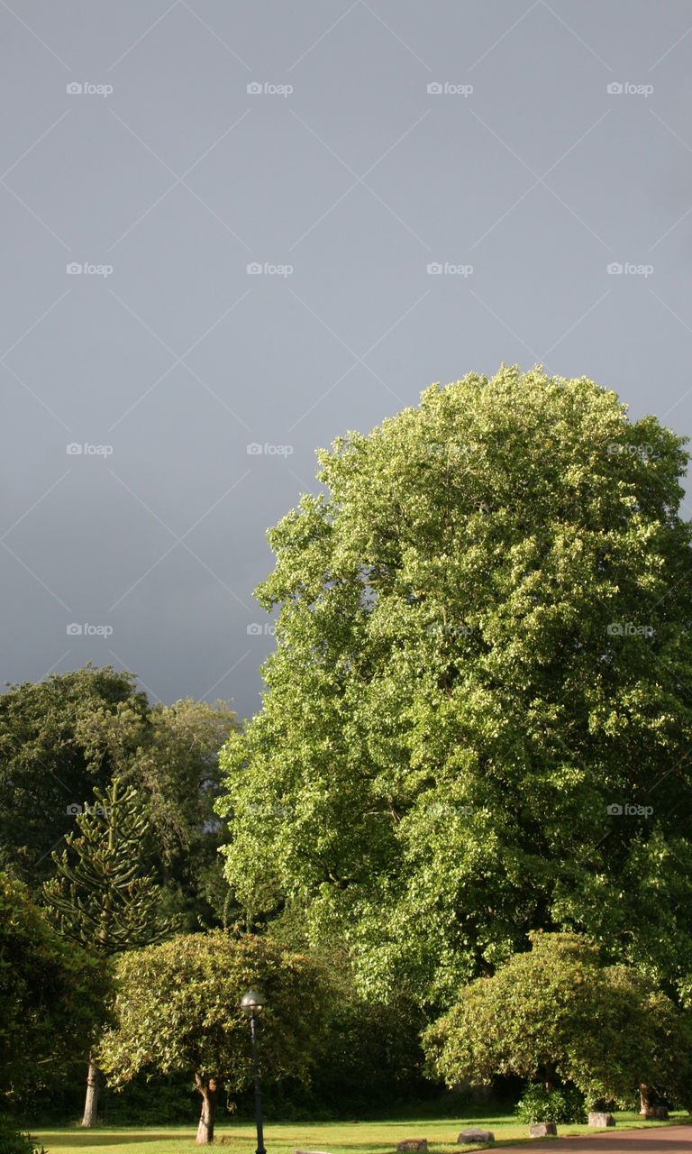 italy tree sun rain by whittick