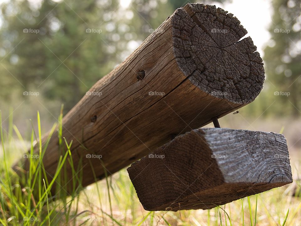 Texture and details on a log from a fallen log cabin with a mosquito in the woods of Central Oregon on a spring day. 
