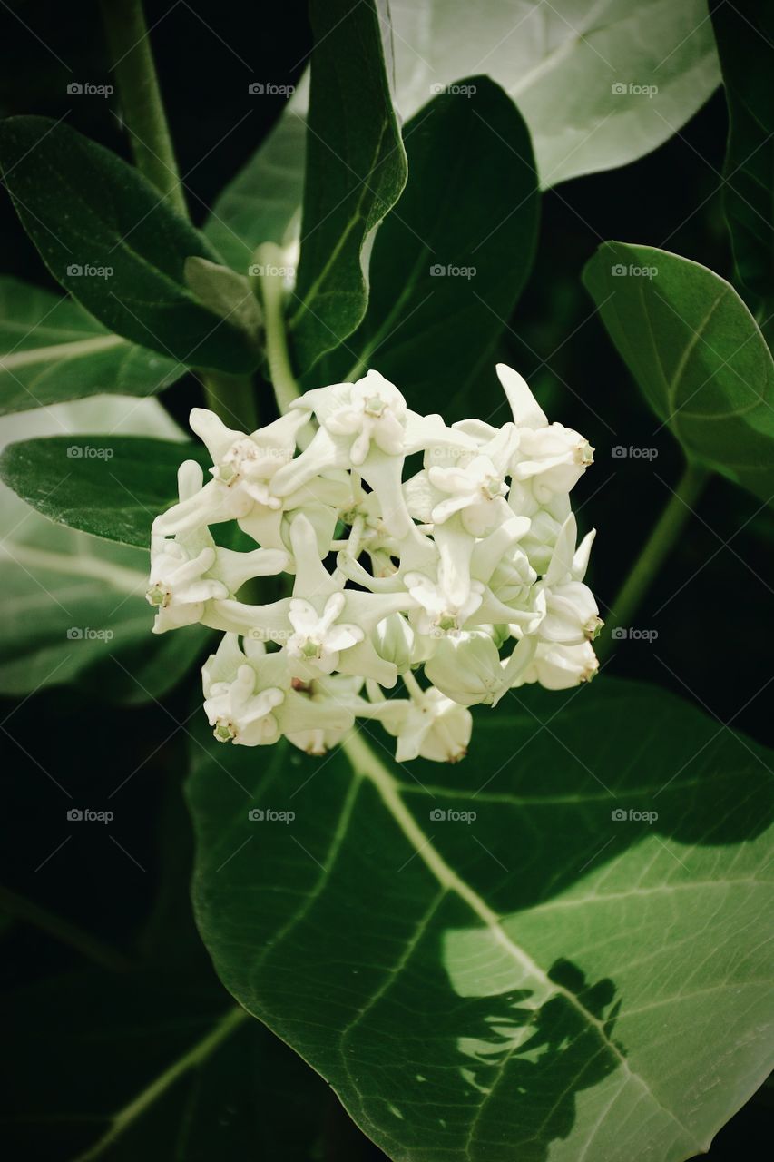 White flowers blossoming with green leaf background