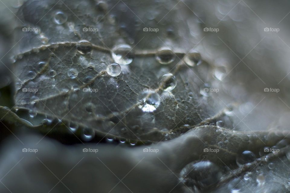 Raindrops on plant, macro