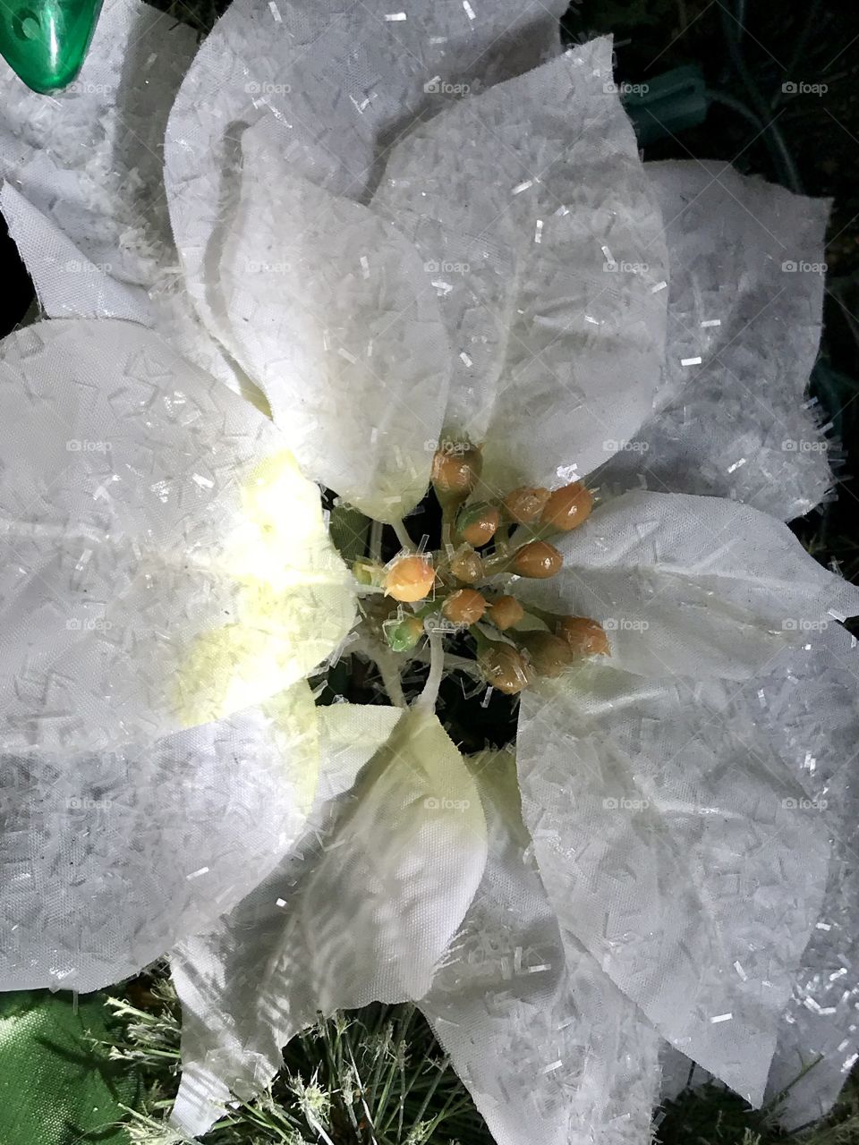 White poinsettia 