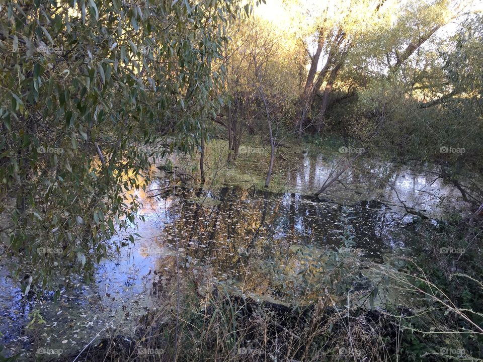 dam built by beavers