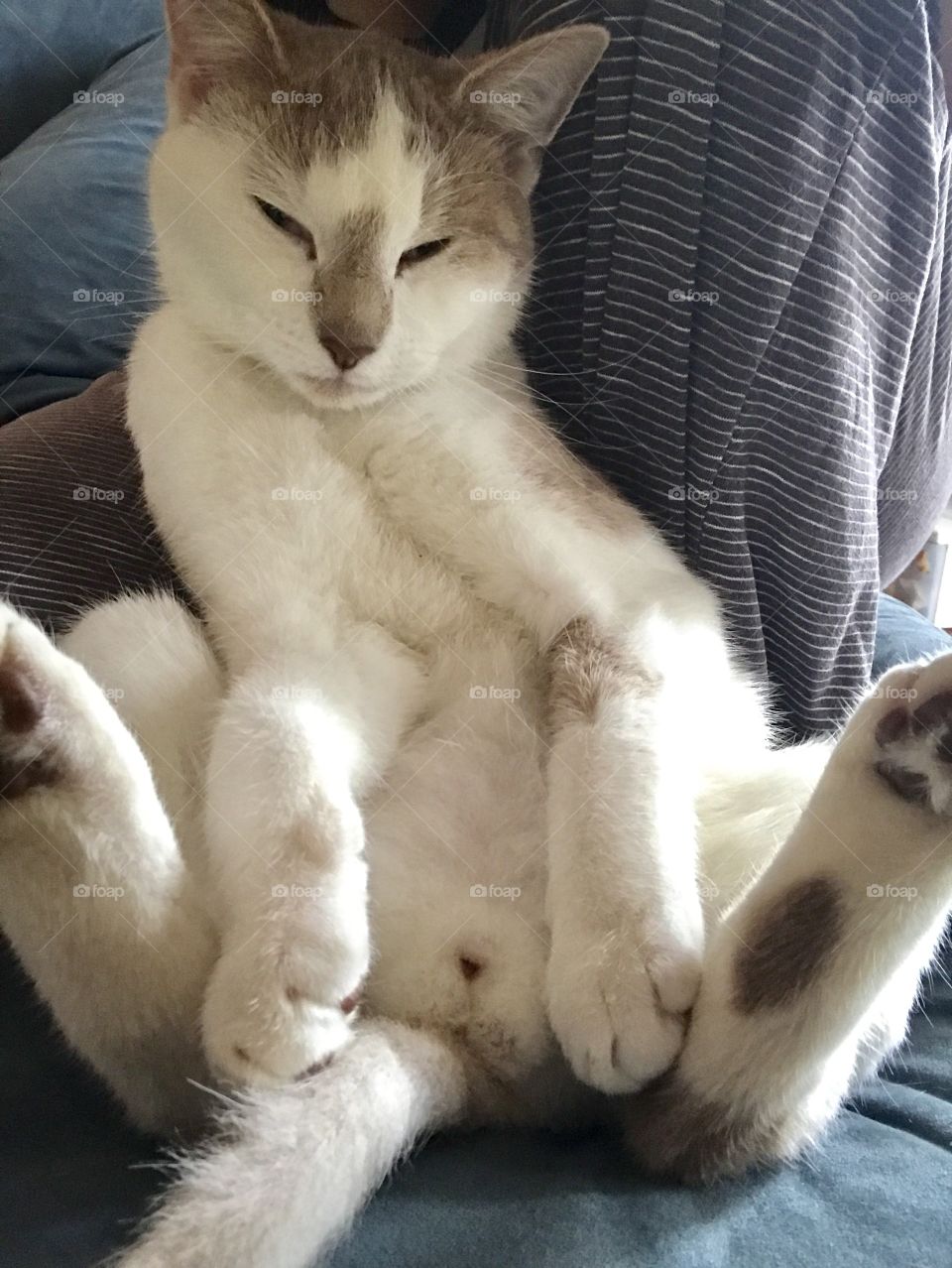 Cat sitting in funny position