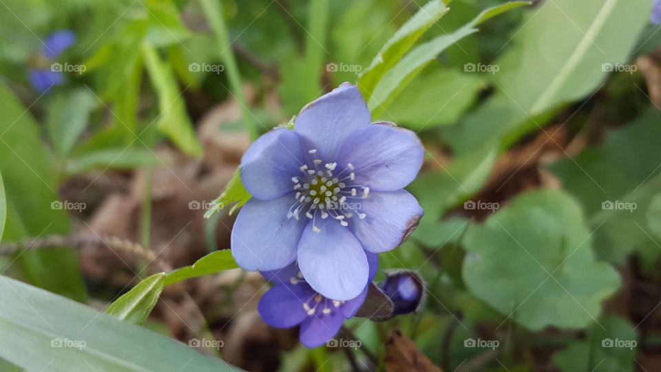 Blue hepatica