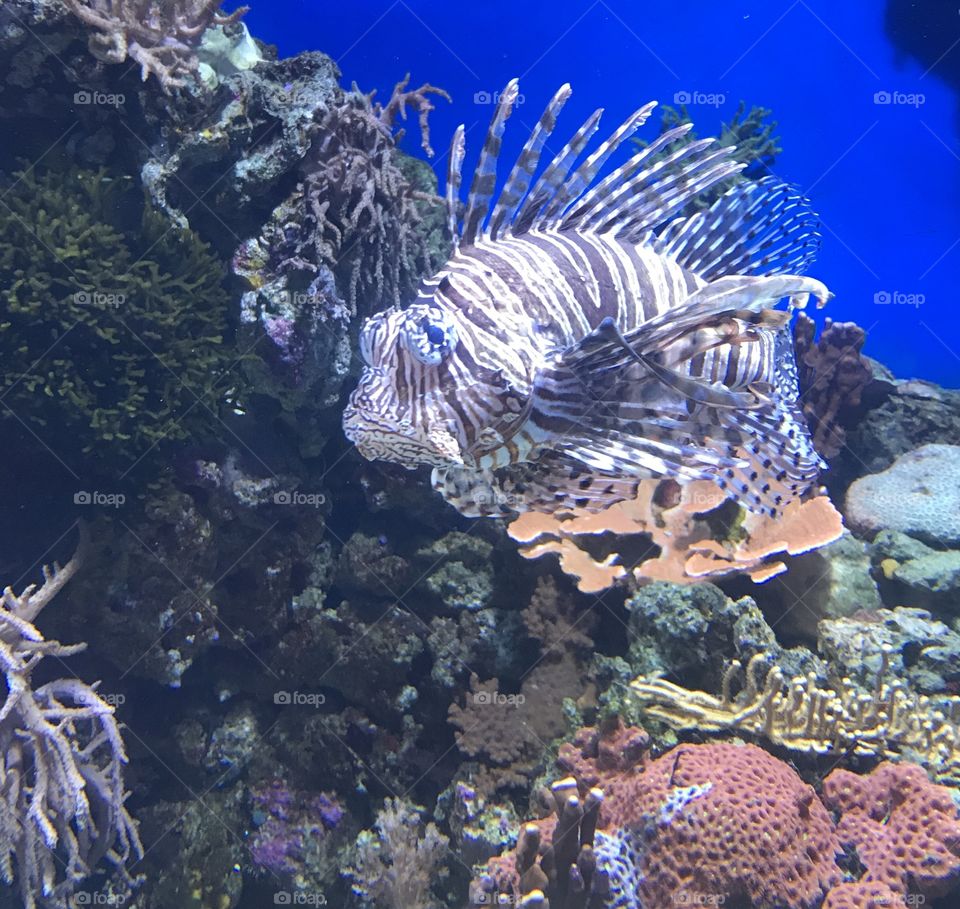 Lionfish with Coral