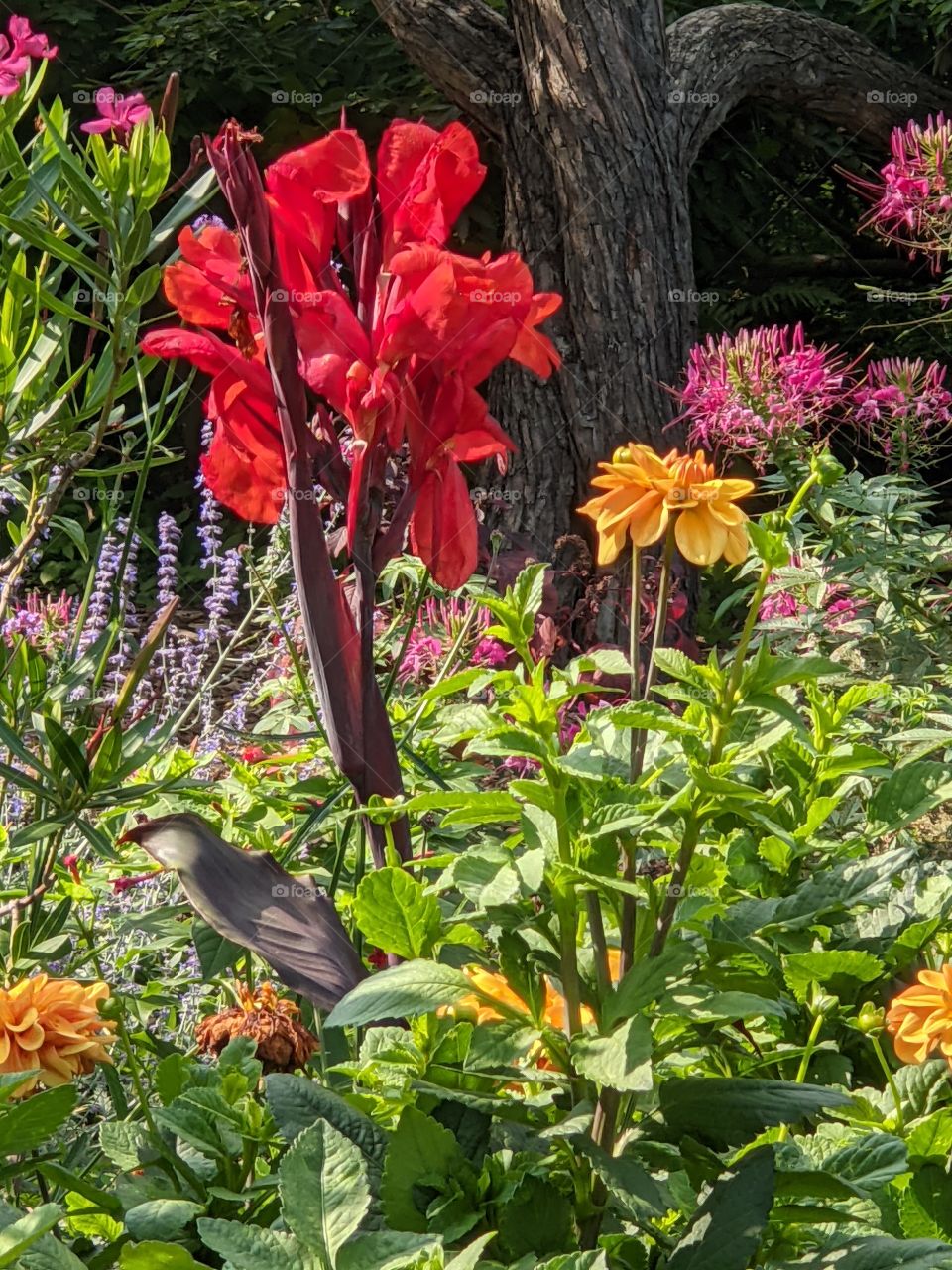 Beautiful Red Canna Indica Flower