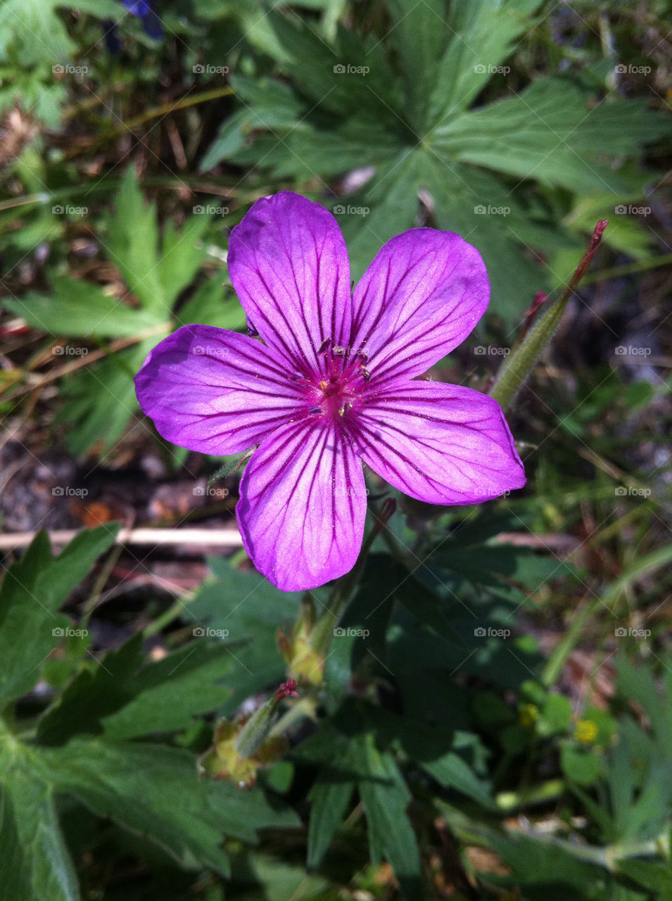 nature flower purple plant by thepreissisright