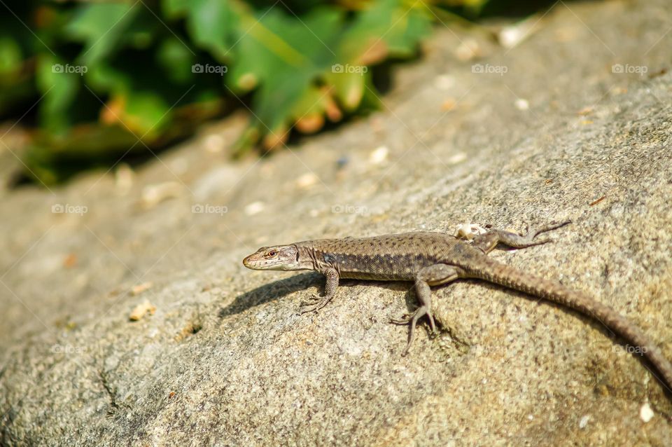 Lizard in the mountains