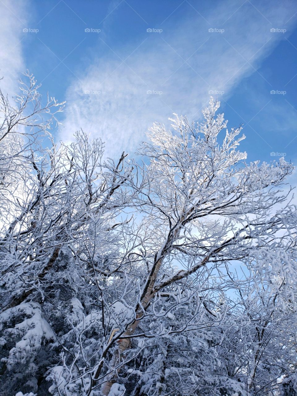Winter, Snow, Frost, Cold, Tree