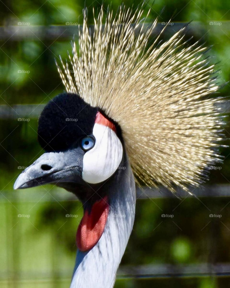 Bird with unique head dress