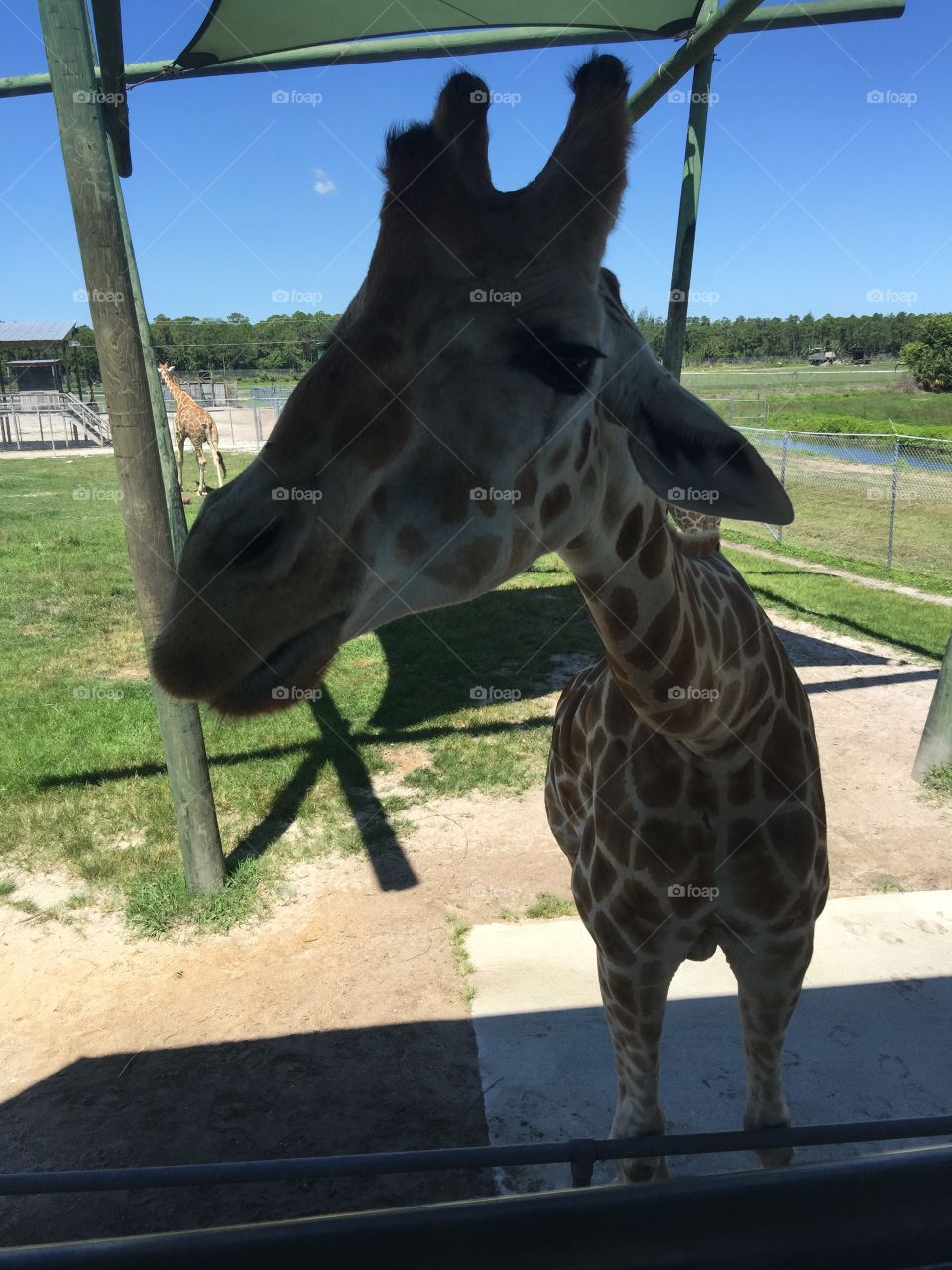 A close up with a giraffe