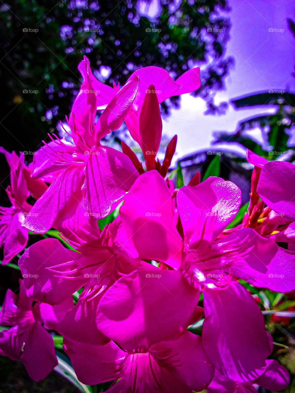 very fresh blooming flowers in the garden