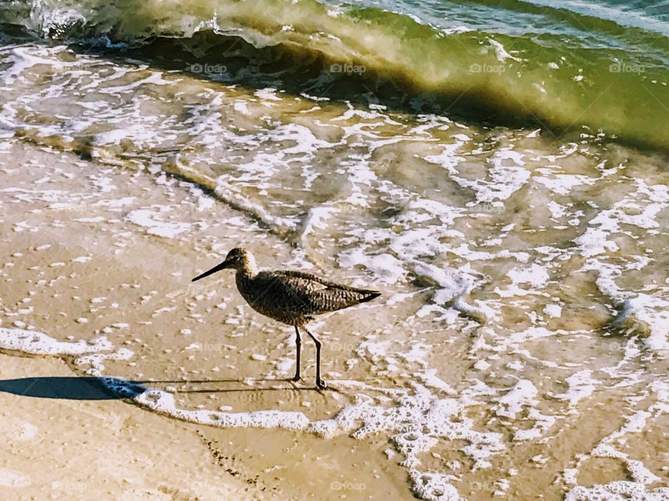 Shorebird at Matanzas Inlet