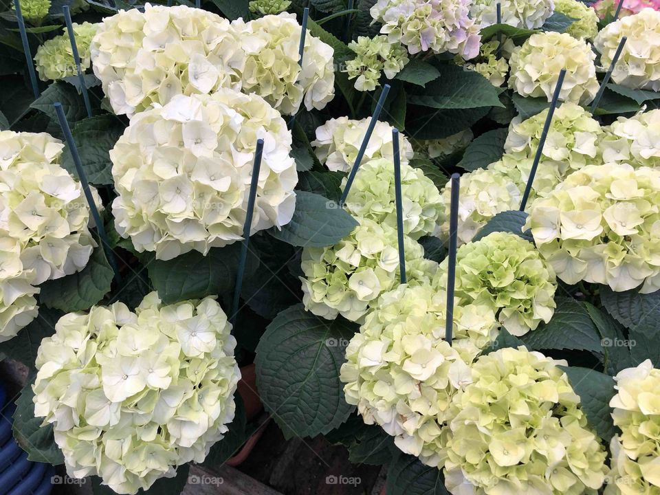 Some hugely creamy and wide awake hydrangeas ready for any garden.