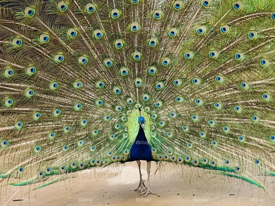 A peacock with fanned-out tail feathers