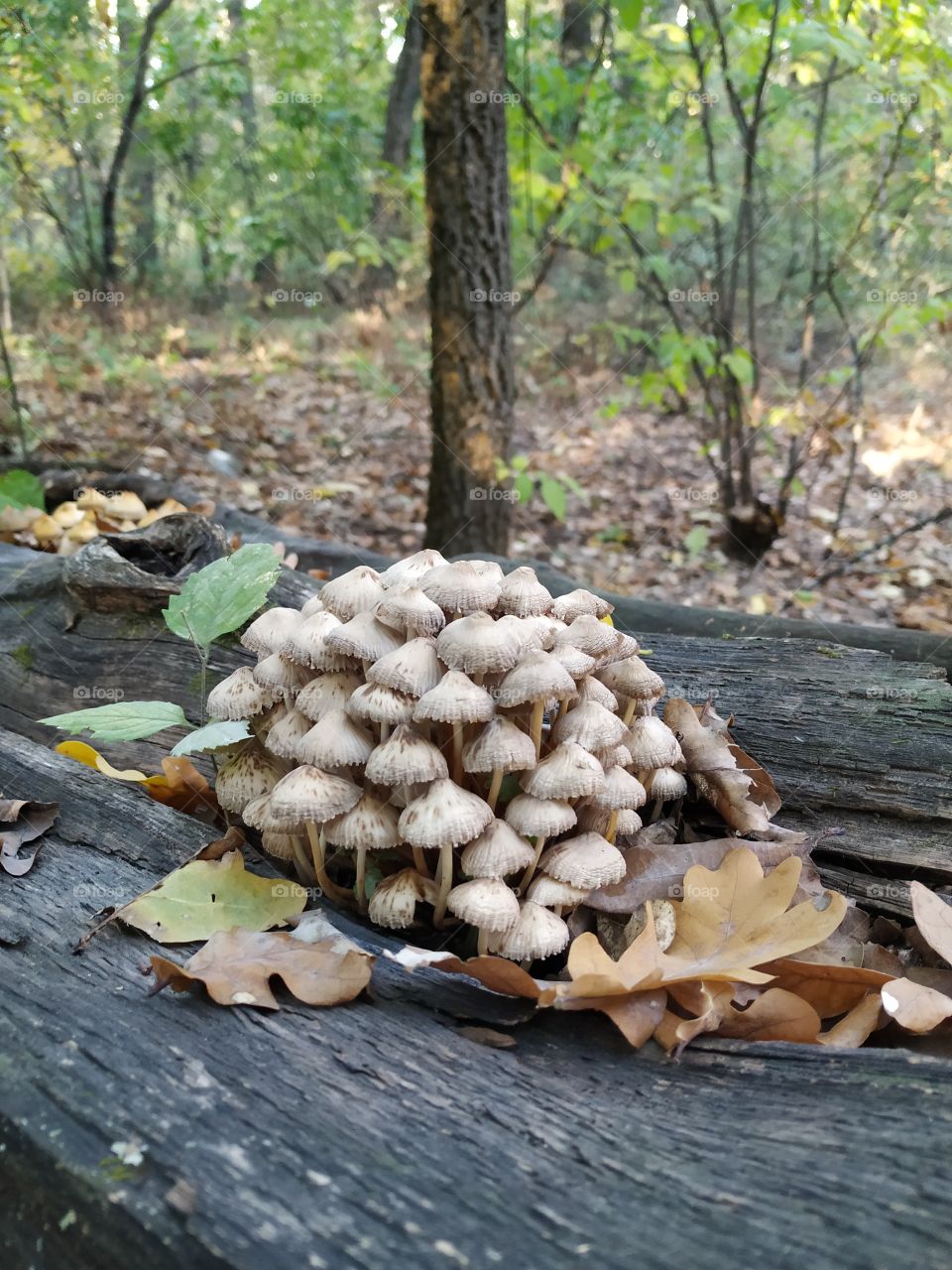 Mushrooms and leaves