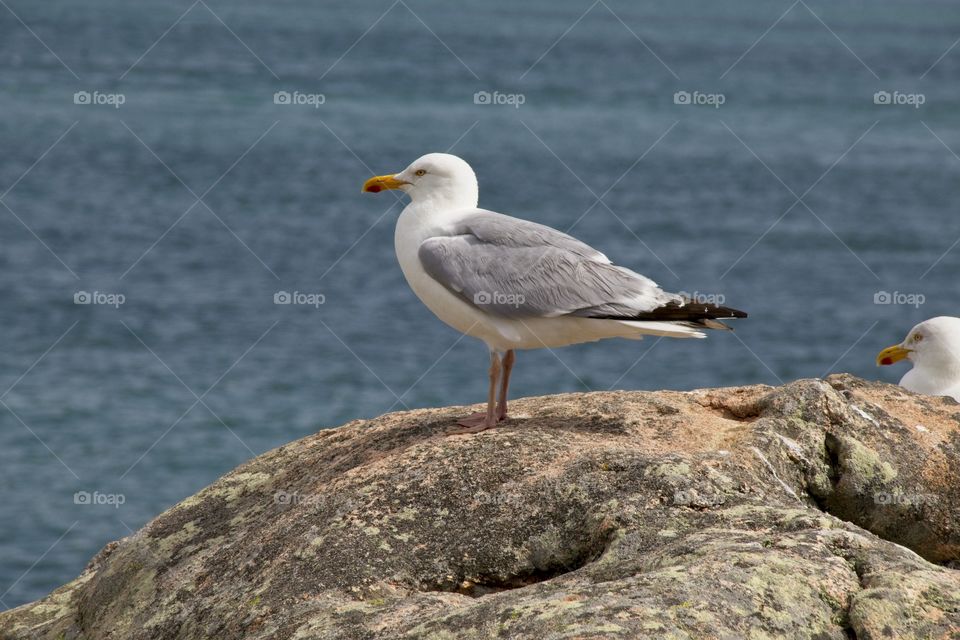 seagull on the rocks