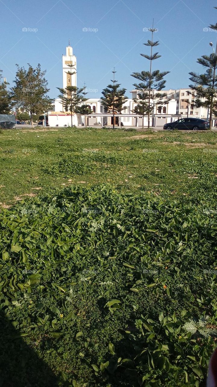 what a beautiful green color of nature