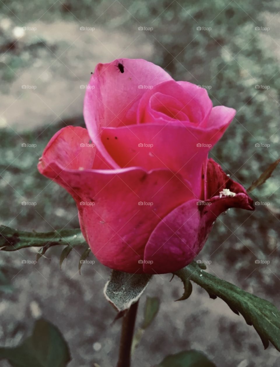 🌹 🇺🇸 Very beautiful flowers to brighten our day.  Live nature and its beauty. Did you like the delicate petals? / 🇧🇷 Flores muito bonitas para alegrar nosso dia. Viva a natureza e sua beleza. Gostaram das pétalas delicadas? 