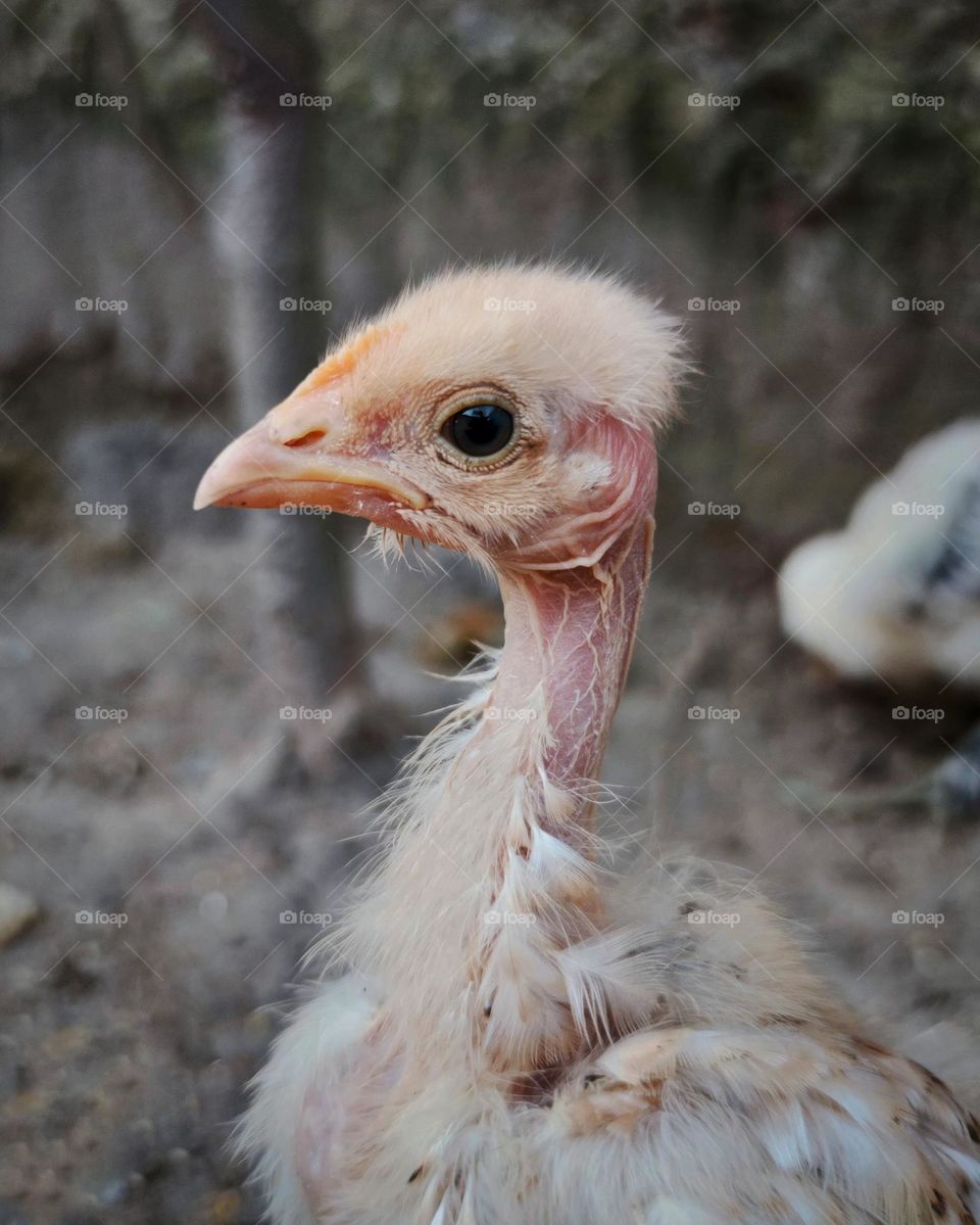 nature in feathers