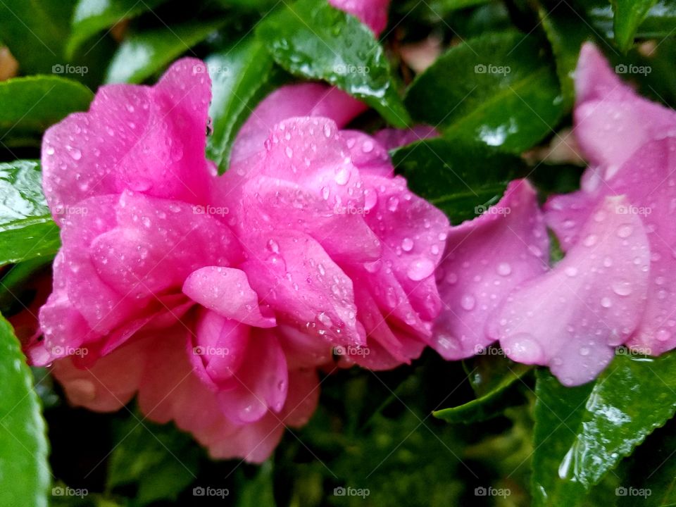 pink flowers