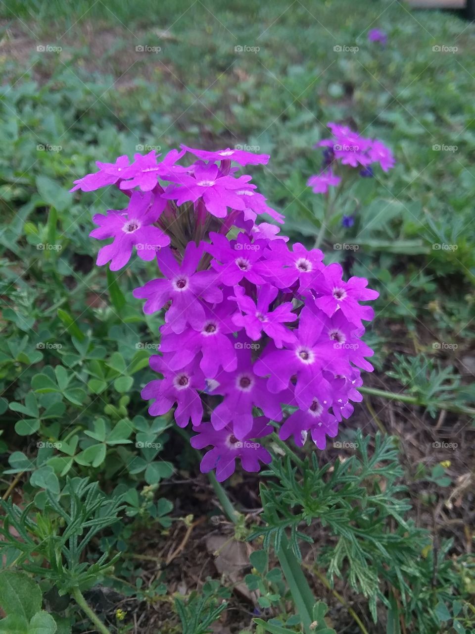 ‘Homestead Purple’ Verbena (Glandularia canadensis),